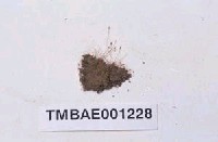 藏品(長齒小石苔)的圖片